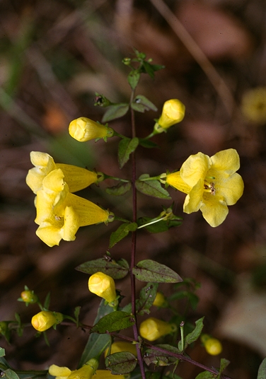 {Aureolaria patula}